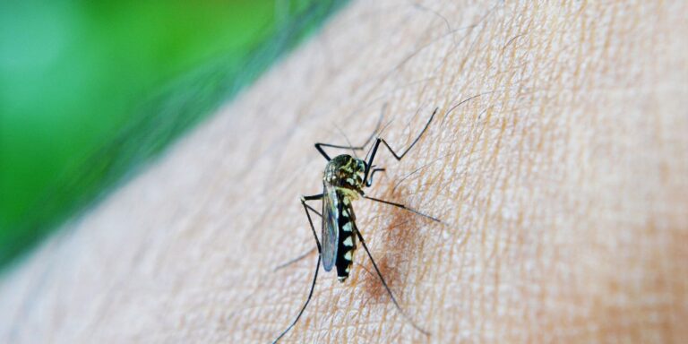 Casos de dengue em gestantes aumentam 345% em 2024
